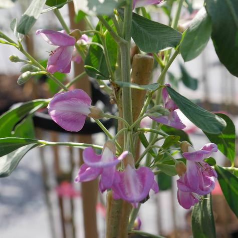 Słonisz Srebrzysty Miododajny Unikat Szczepiony Na Pniu