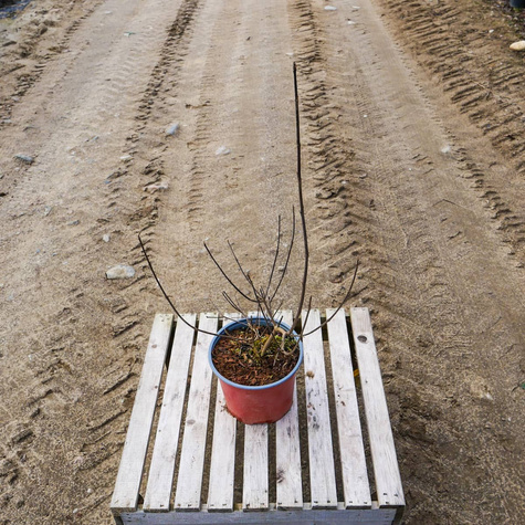 Pięknotka Bodiniera Profusion Koralikowy Krzew (C2)