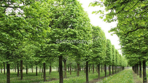 Lipa drobnolistna Erecta