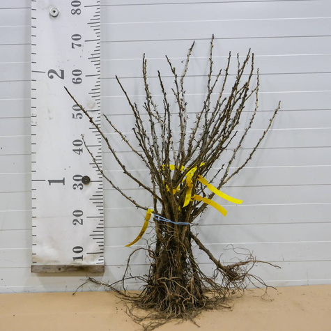 Agrest biały Rodnik Plant Pack