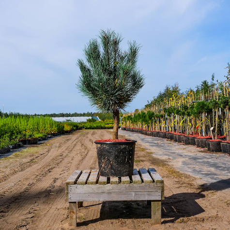Sosna zwyczajna Watereri