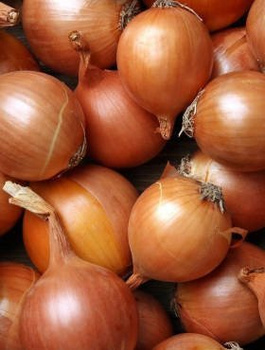 Cebula żółta Niagara F1 średniopóźna 500g