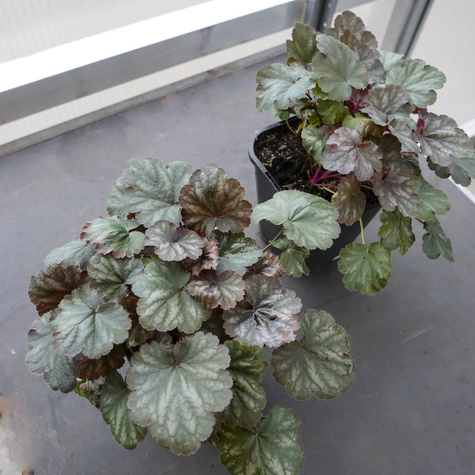 Żurawka ogrodowa Frosted Olive (C2)