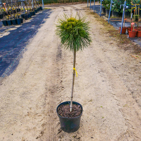 Sosna górska Varella na pniu szczepiona Pa70cm