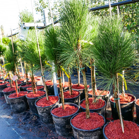 Sosna czarna Obelisk szczepiona na pniu Pa40cm