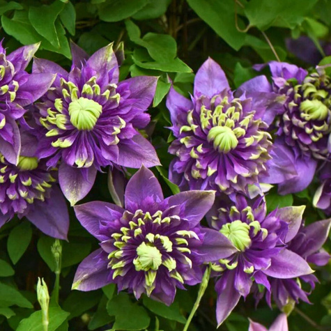 Powojnik Clematis Taiga (C2)