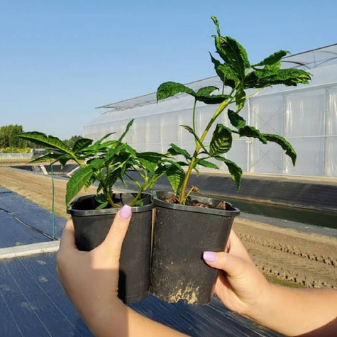 Kasztanowiec zwyczajny miododajny (C2)