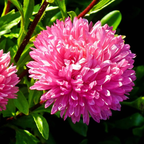 Aster chiński peoniowy Magdalena 0,5g