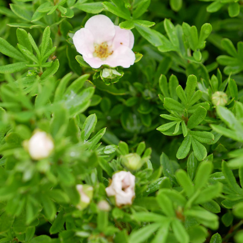 Pięciornik krzewiasty 'Novo' (C2)