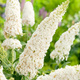 Budleja Dawida 'White Profusion' biała (C2)