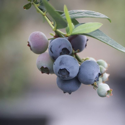 Borówka amerykańska Jersey średnio wczesna (C2)