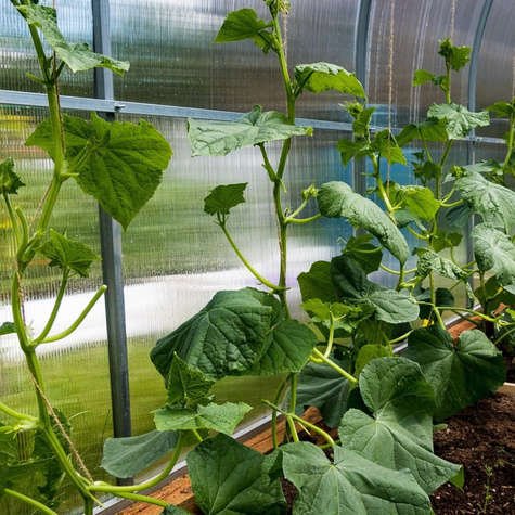 Ogórek konserwowy/kwaszeniak ANDRUS F1 średnio-wczesny gruntowy 100g