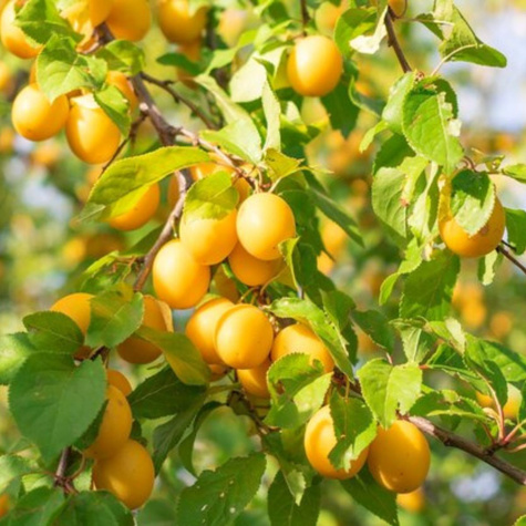 Śliwa wiśniowa ałycza Złoty Obłok (C2)