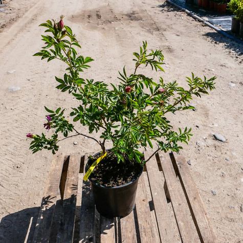 Róża Dart's Defender 'Defender'