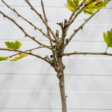 Agrest biały Mucurines na pniu Plant Pack