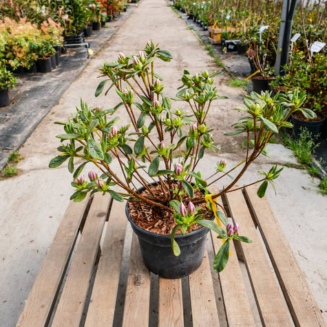 Azalia japońska Ledikanense