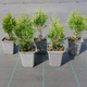 Thuja Tuja Żywotnik zachodni Smaragd (P9)
