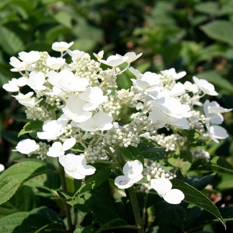 Hortensja bukietowa Tardiva (P9)