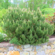 Sosna górska Mugo Mughus (C2)