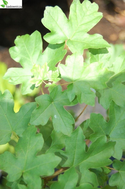 Klon polny obw. 14-16cm