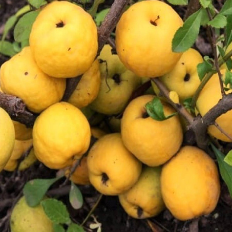 Pigwowiec pośredni Orange Trail (P9)