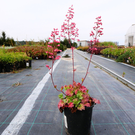 Żurawka ogrodowa Iced Green (C2)