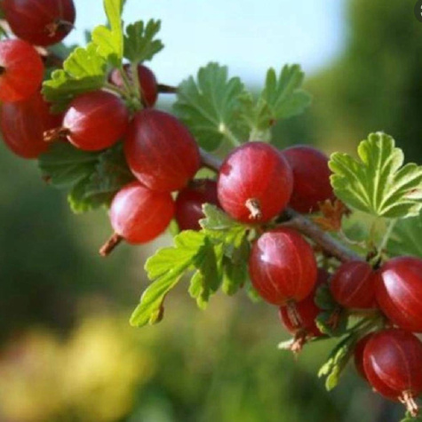 Agrest czerwony bezkolcowy Captivator doniczka (C2)