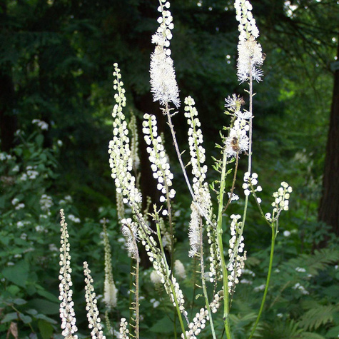 Pluskwica Świecznica groniasta (P9)