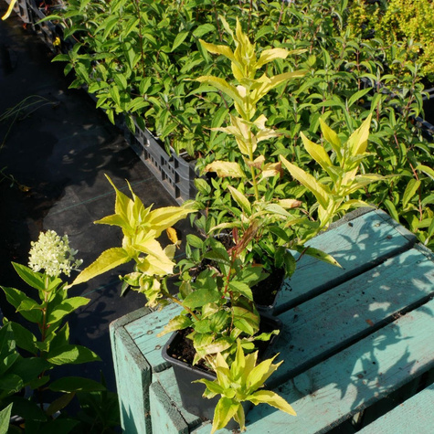 Żylistek szorstki Aurea (P9)