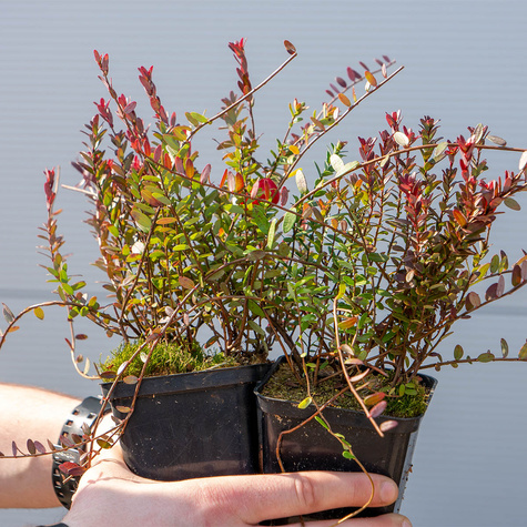 Żurawina wielkoowocowa Early Richard owoce gigant