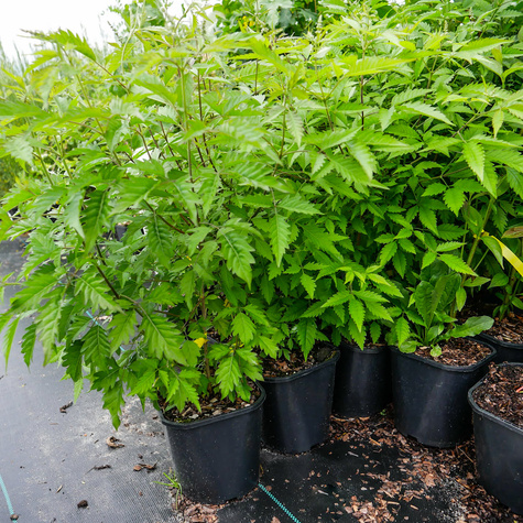 Witex witeks malabarski Kwitnie jesienią