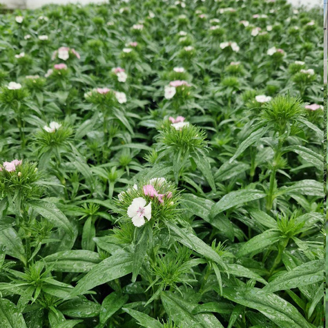 Goździk brodaty Dart Exp. Pink Magic (C2)