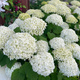 Hortensja krzewiasta Annabelle odporna na mróz (C2)