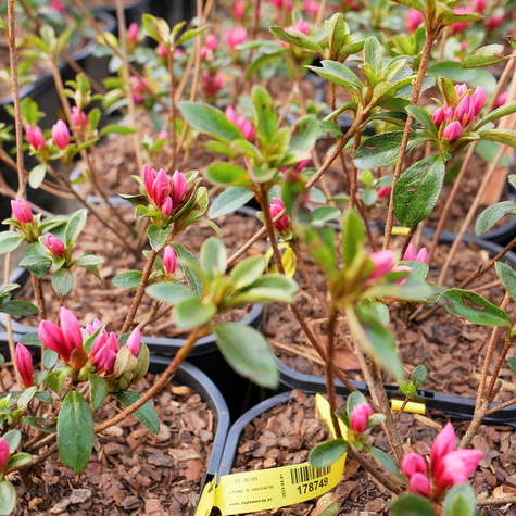 Azalia japońska Silvester (C2)