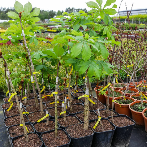 Kasztanowiec Piramide szczepiony PA