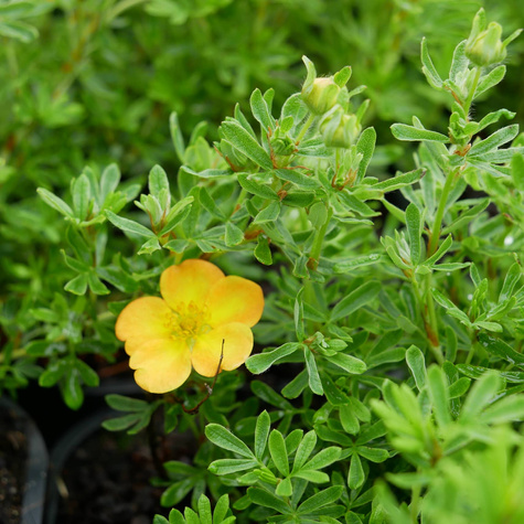 Pięciornik krzewiasty Bella Sol (C2)