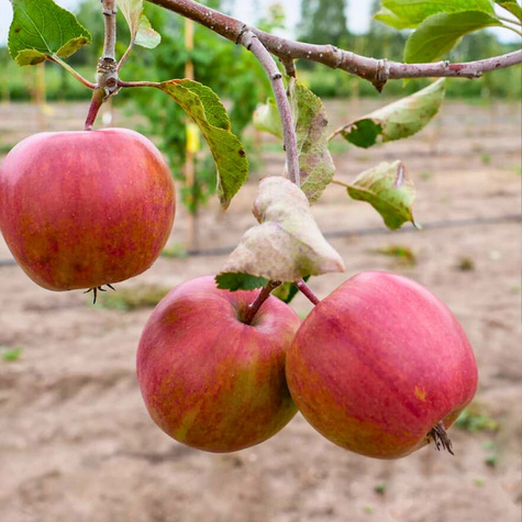 Jabłoń Munka Plant Pack