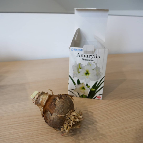 Amarylis biały w pudełku