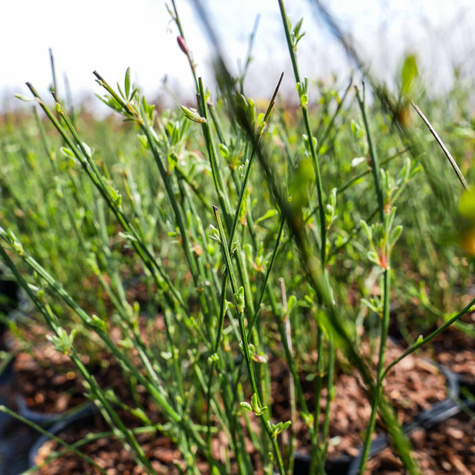 Szczodrzeniec Żarnowiec Zeelandia kremowo-różowy (C2)