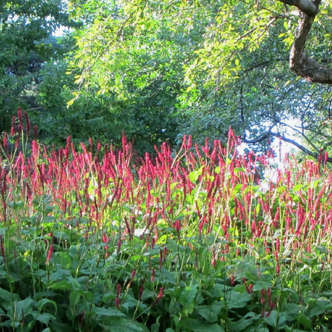 Rdest himalajski Speciosa Firetail (C2)