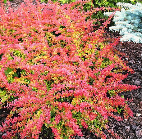 Berberys Thunberga Red Carpet Czerwony Płożący (C2)