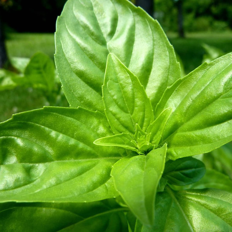 Bazylia Genovese - nasiona ekologiczne BIO