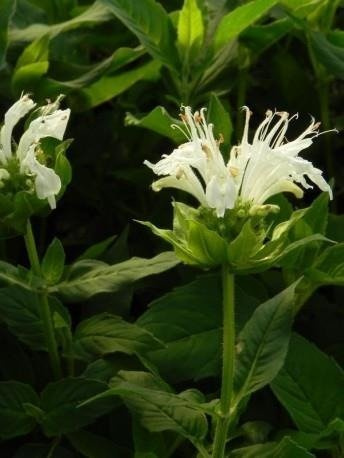 Pysznogłówka ogrodowa Schneewittchen (C2)