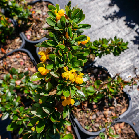 Berberys bukszpanolistny Nana zimozielony (C2)