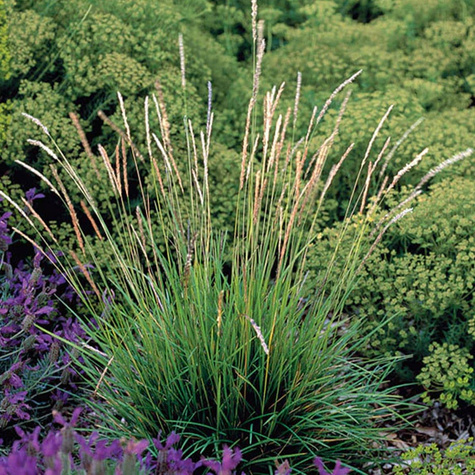 Sesleria jesienna (C2)