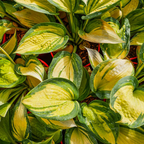 Funkia Hosta Great Expetations (C2)