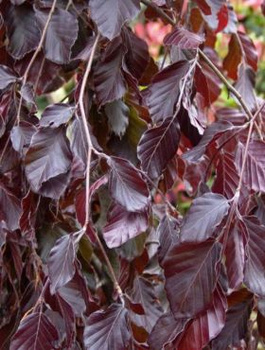 Brzoza brodawkowata Purpurea (C2)