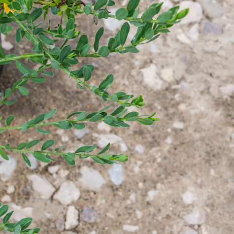 Szczodrzeniec Żarnowiec Położony (C2)