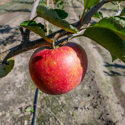 Jabłoń Winston Plant Pack