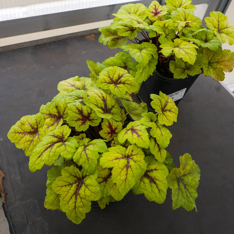 Żuraweczka ogrodowa Stoplight (C2)